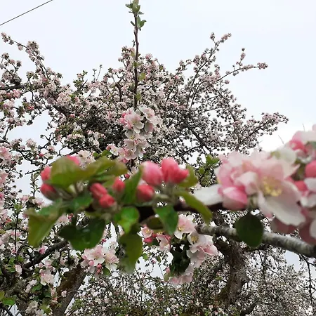 6 Апартаменты *